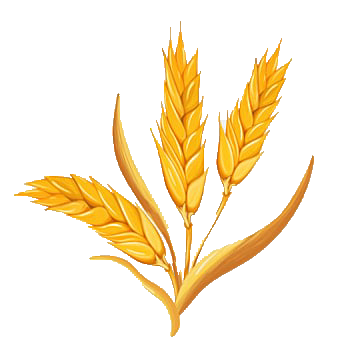 pngtree wheat ears yellow leaves clipart png image_3093436